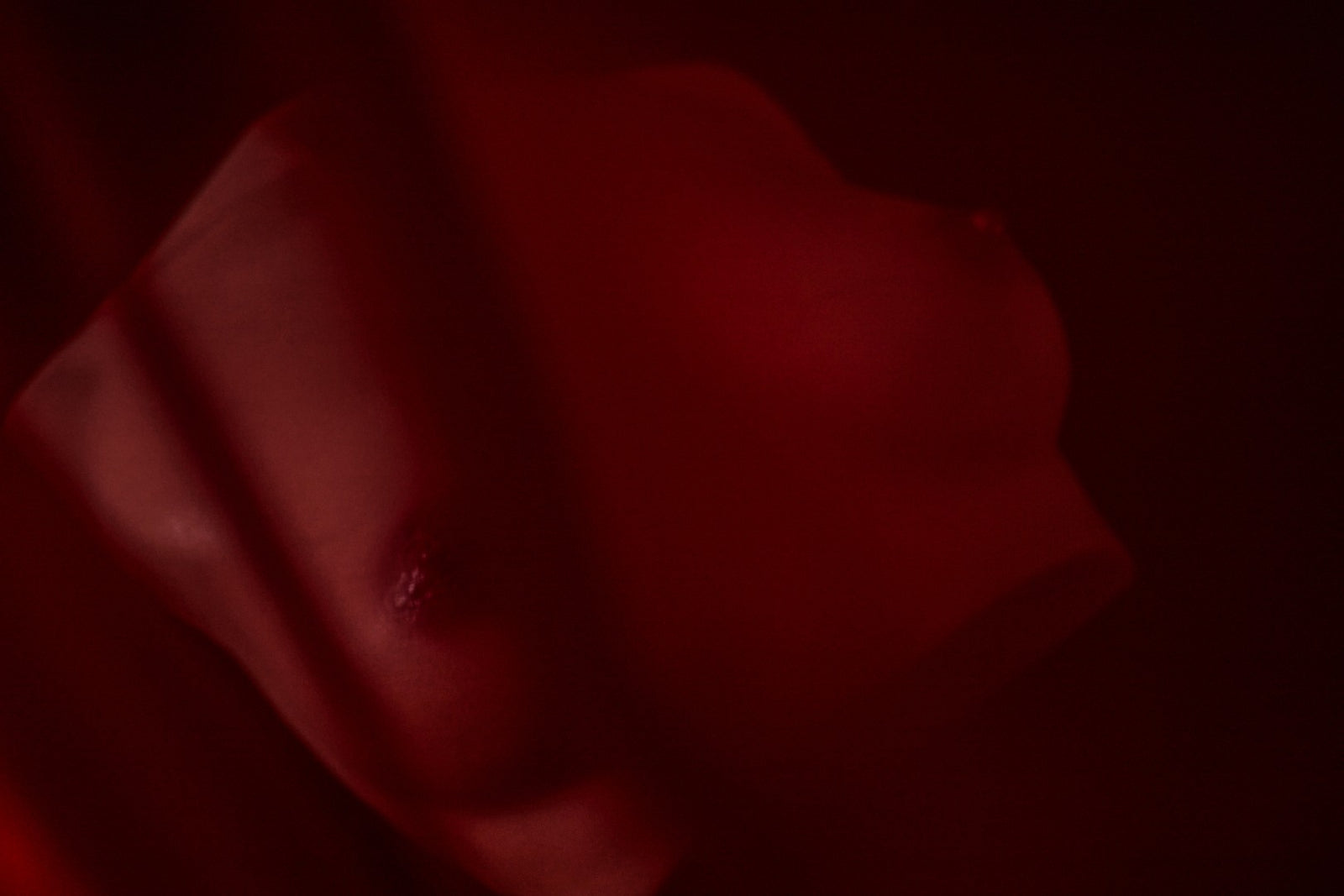 Poitrine (S) Torse poupée sexuelle (Climax Doll Bonnet Pro B Silicone)